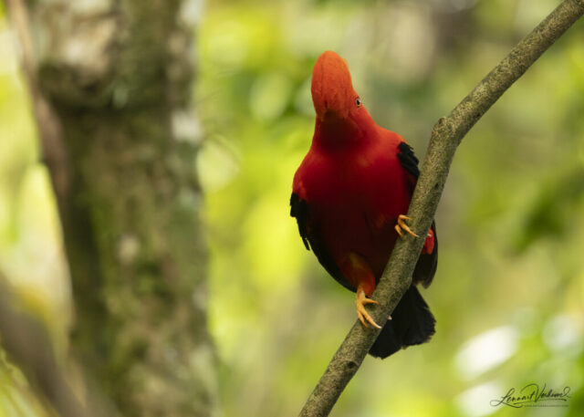 Andean Cock-of-the-rock