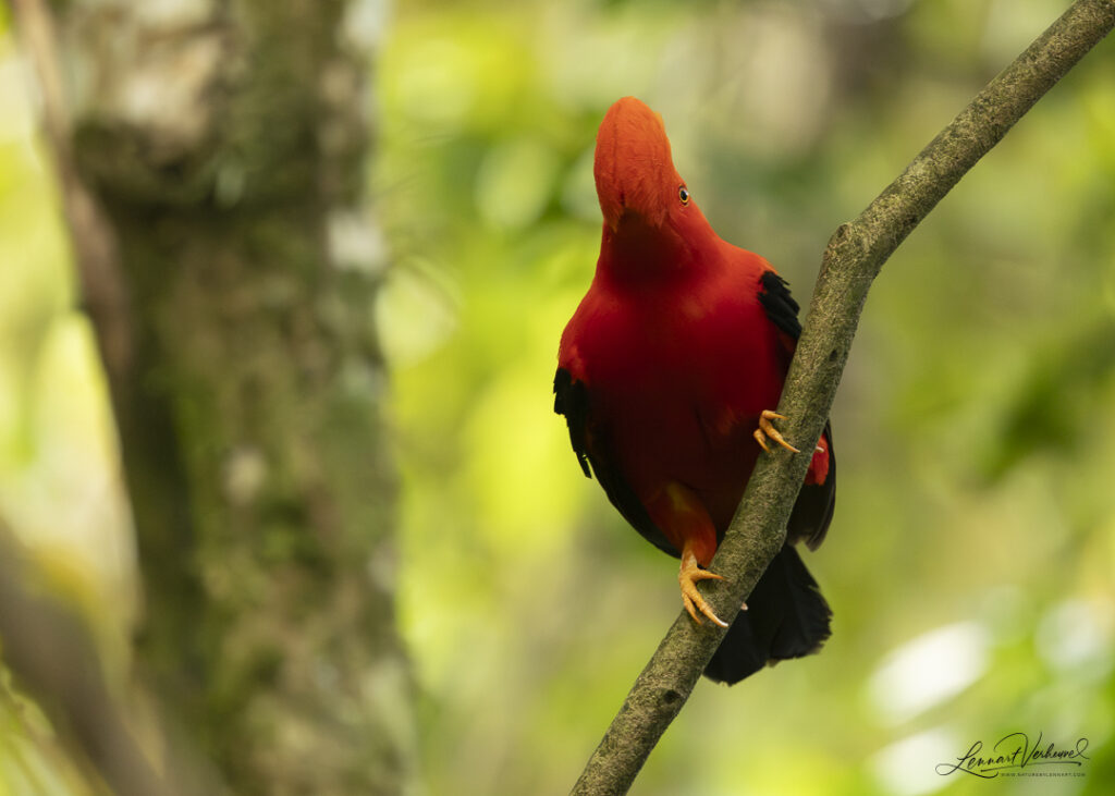 Andean Cock-of-the-rock