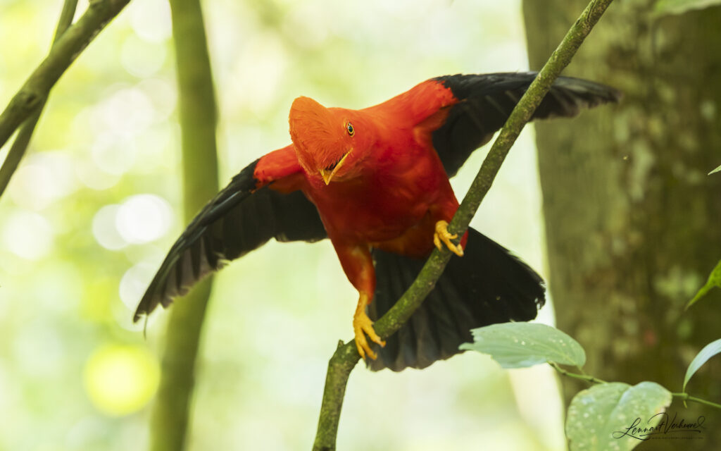 Andean Cock-of-the-rock