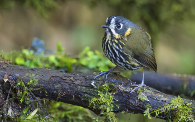 Crescent-faced Antpitta (Colombia)
