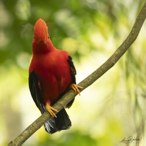 Andean Cock-of-the-rock