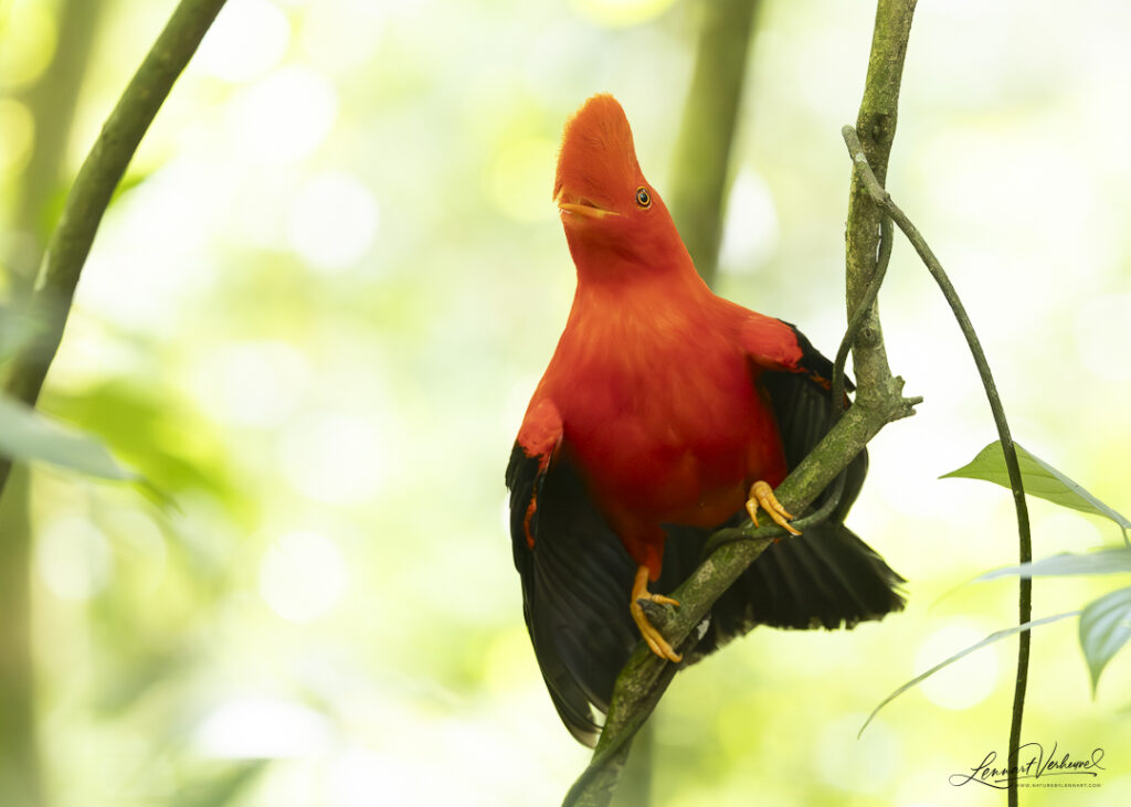 Andean Cock-of-the-rock