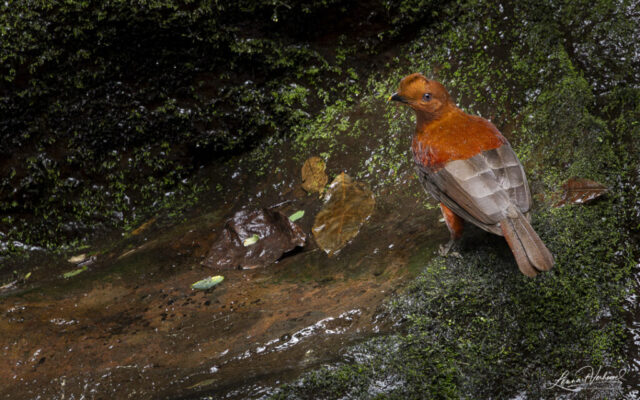 Andean Cock-of-the-rock, (Colombia)