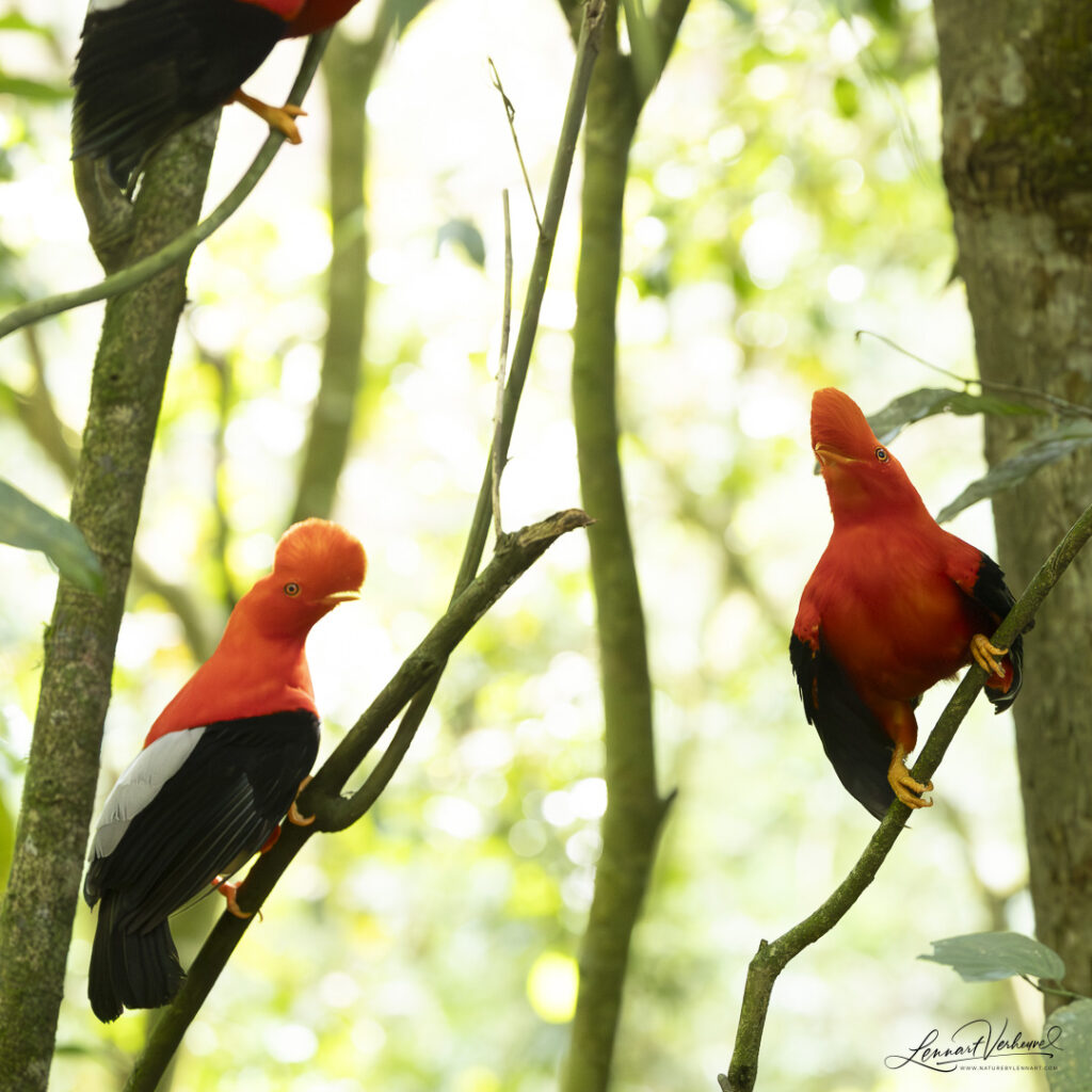 Andean Cock-of-the-rock
