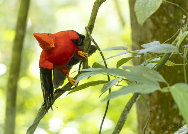 Andean Cock-of-the-rock
