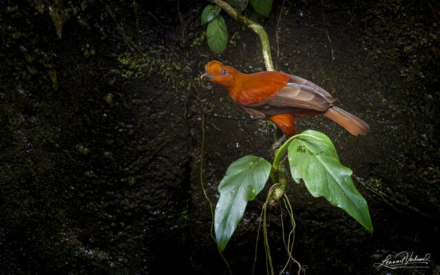 Andean Cock-of-the-rock, (Colombia)