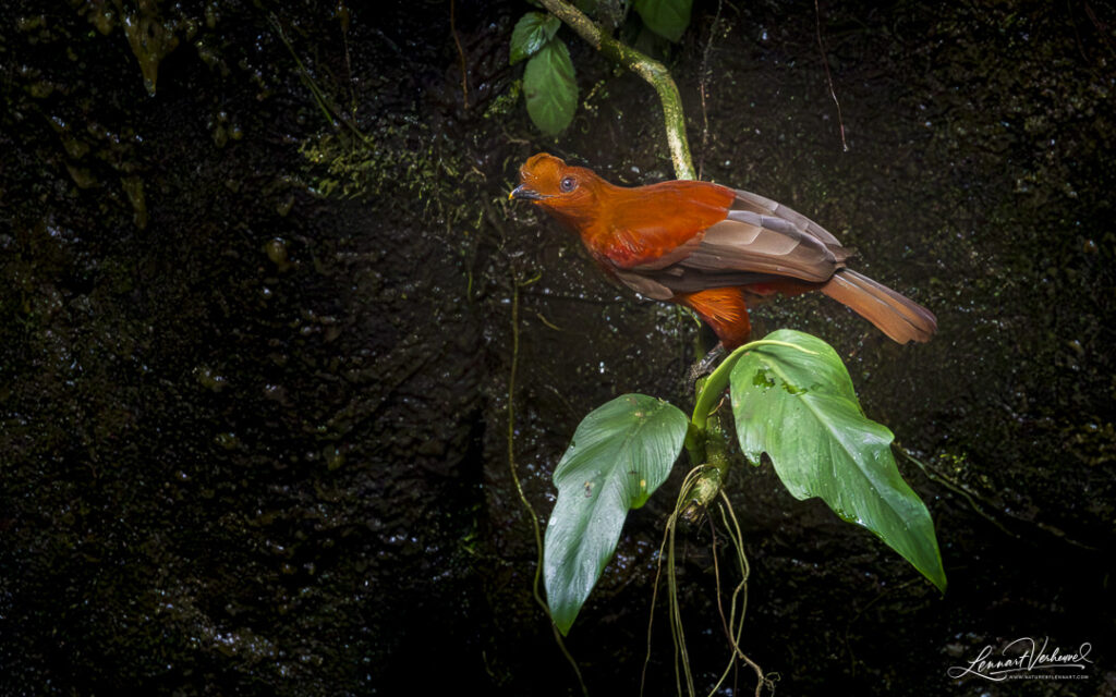 Andean Cock-of-the-rock, (Colombia)