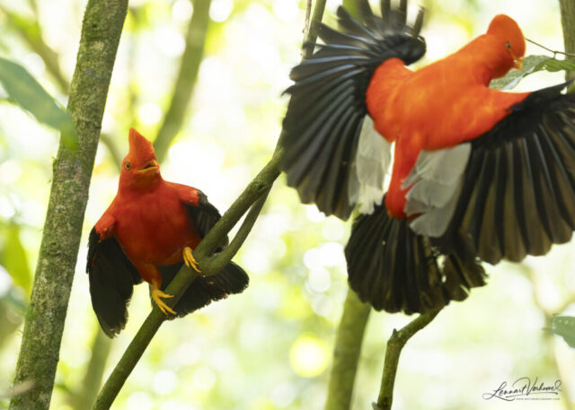 Andean Cock-of-the-rock