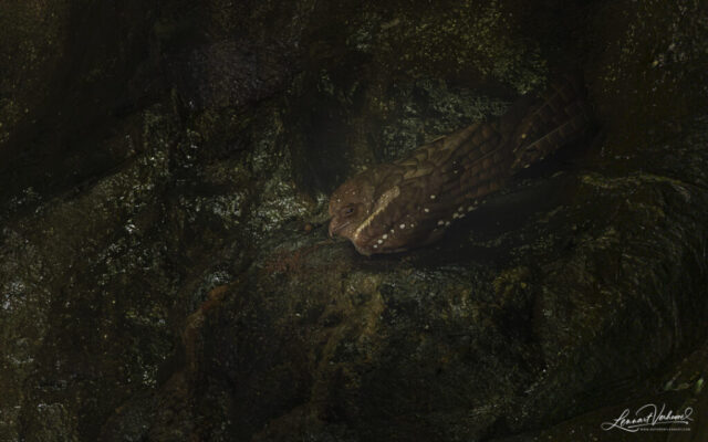 Oilbird (Colombia)