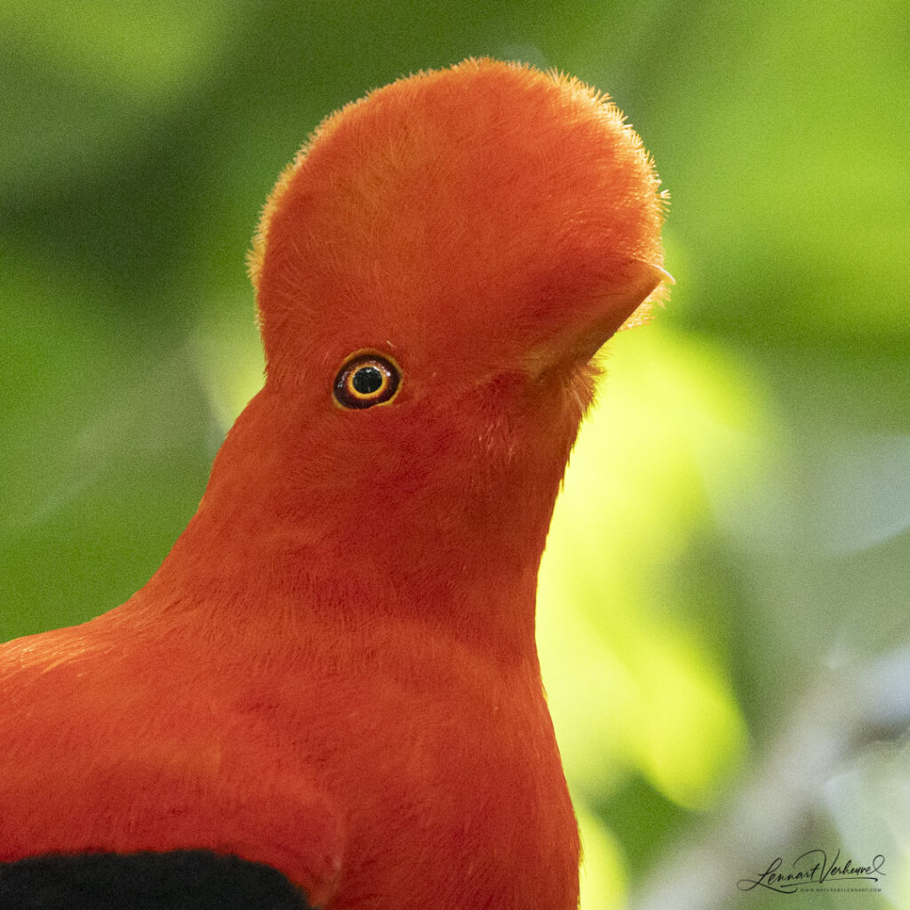 Andean Cock-of-the-rock