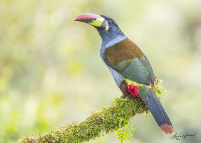 Grey-breasted Mountain Toucan (Colombia)