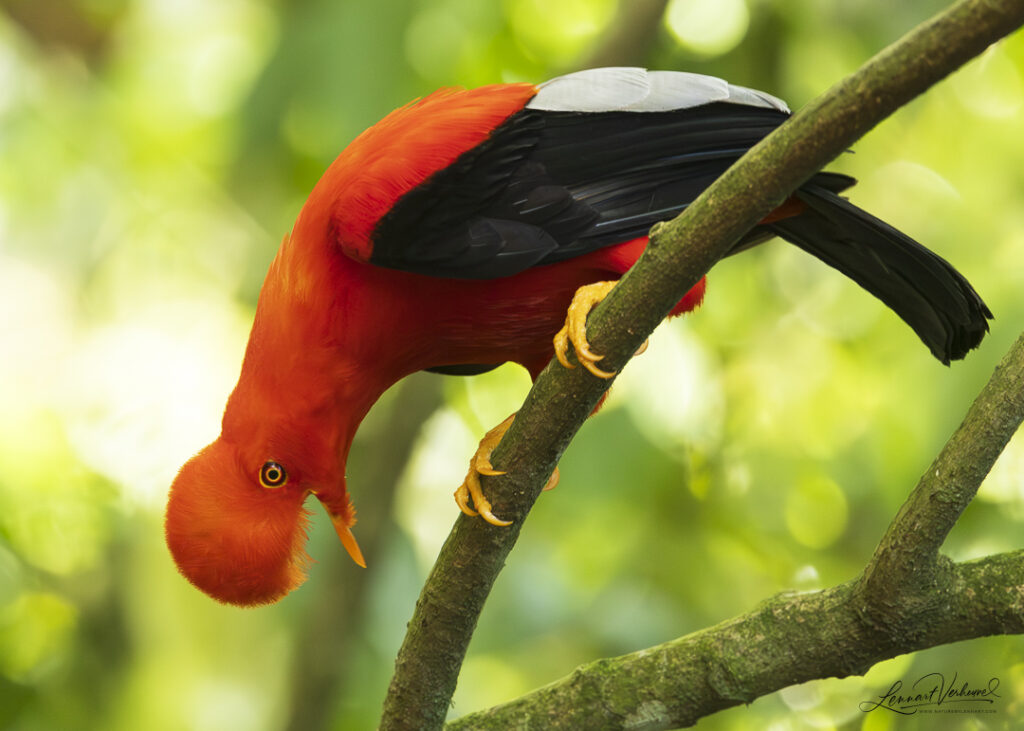 Andean Cock-of-the-rock