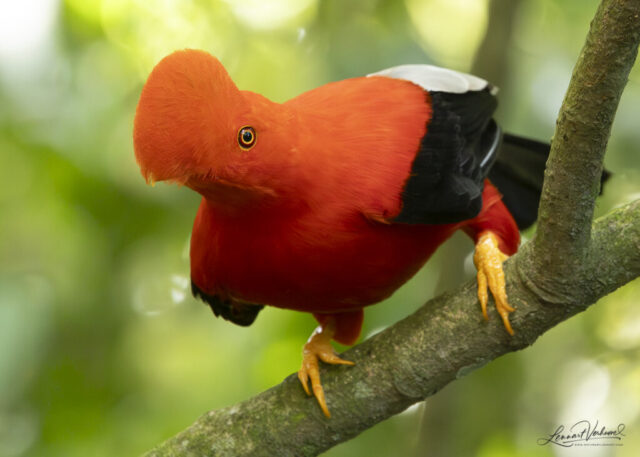Andean Cock-of-the-rock