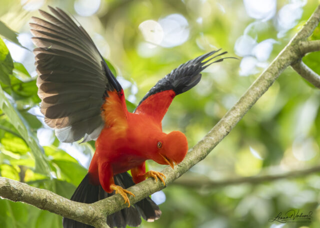 Andean Cock-of-the-rock