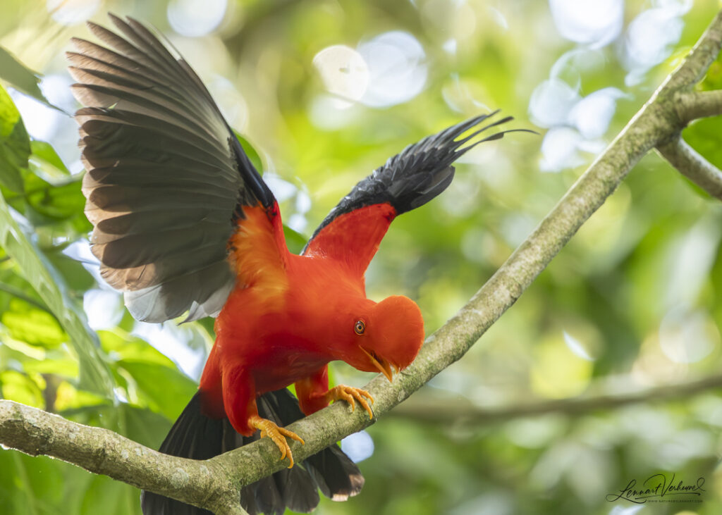 Andean Cock-of-the-rock