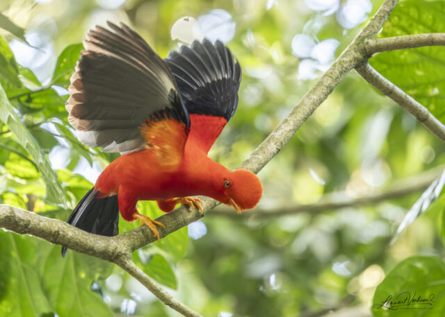 Andean Cock-of-the-rock
