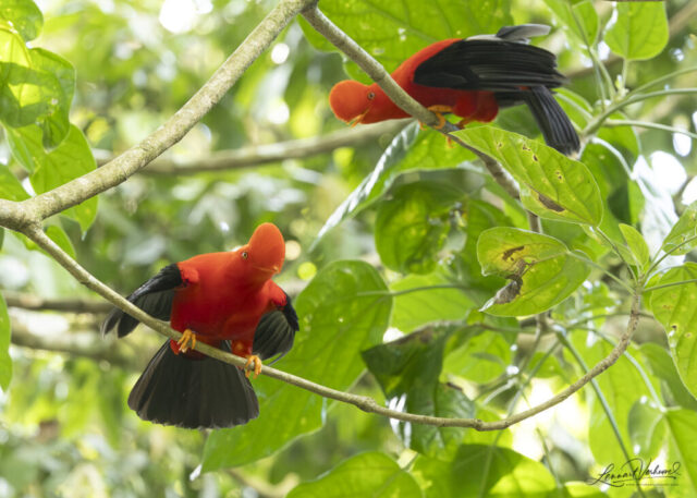 Andean Cock-of-the-rock