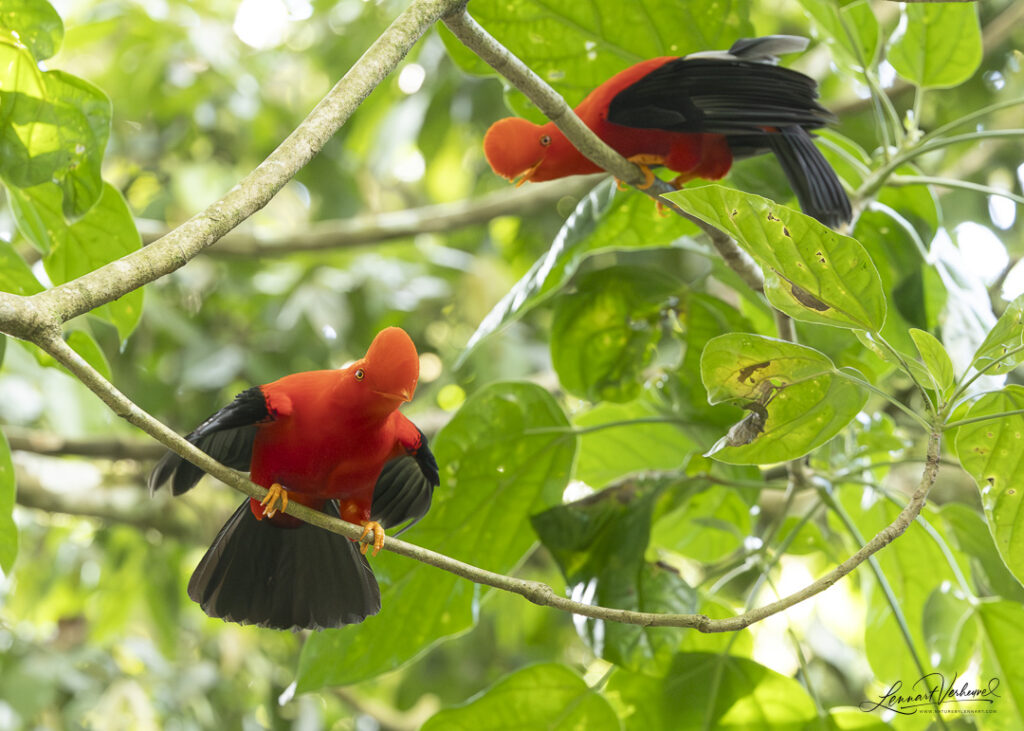 Andean Cock-of-the-rock