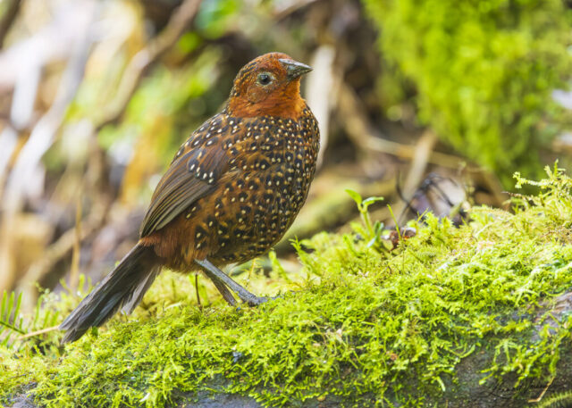 Ocellated Tapaculo (Colombia)