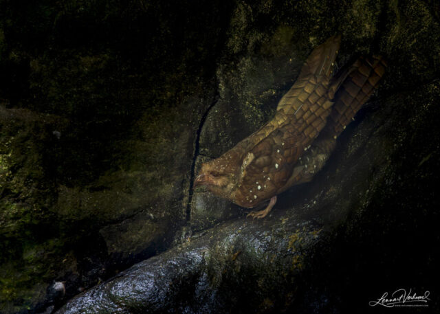 Oilbird (Colombia)