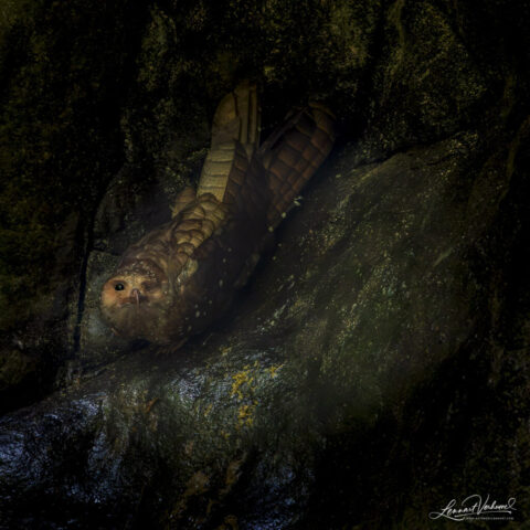 Oilbird (Colombia)
