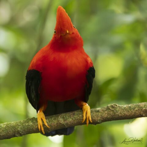 Andean Cock-of-the-rock