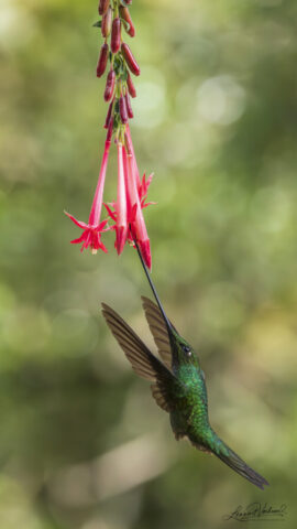 Sword-billed Hummingbird (Colombia)