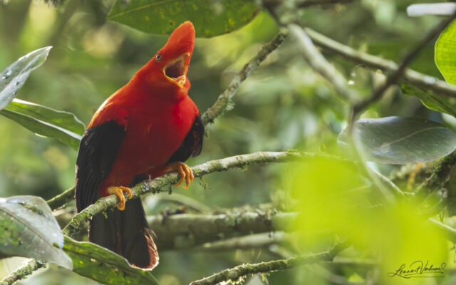 Andean Cock-of-the-rock