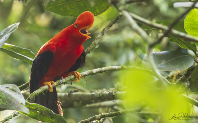 Andean Cock-of-the-rock