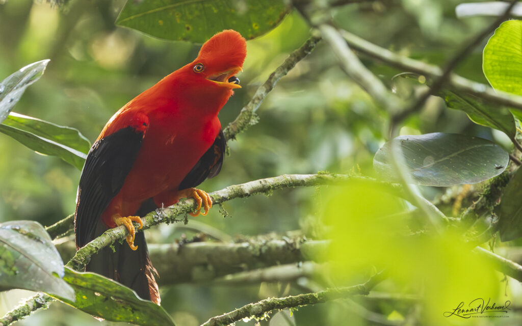 Andean Cock-of-the-rock
