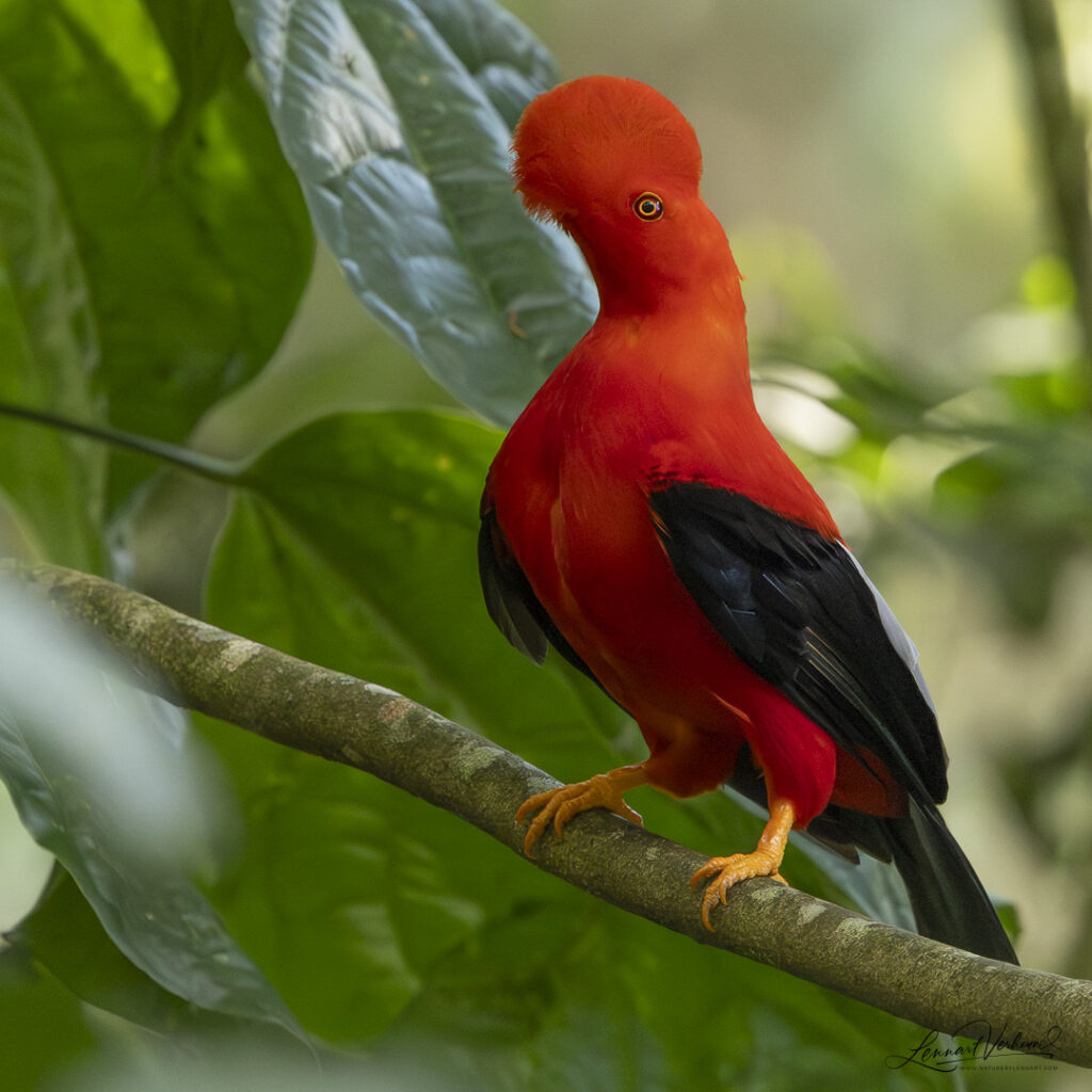 Andean Cock-of-the-rock