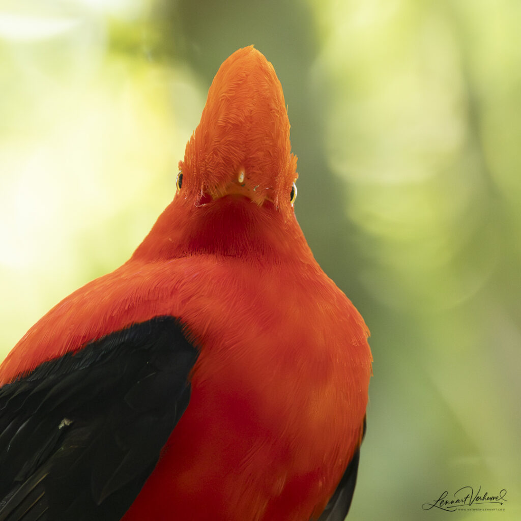 Andean Cock-of-the-rock