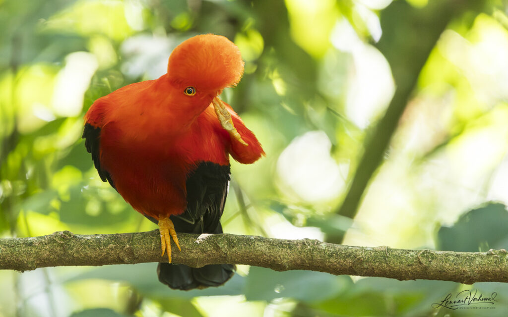 Andean Cock-of-the-rock, (Colombia)