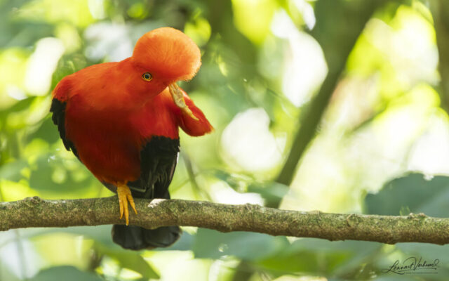 Andean Cock-of-the-rock