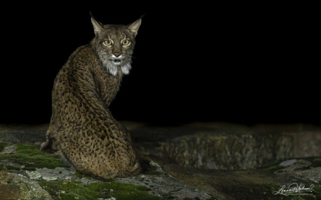 Iberian Lynx (Spain)