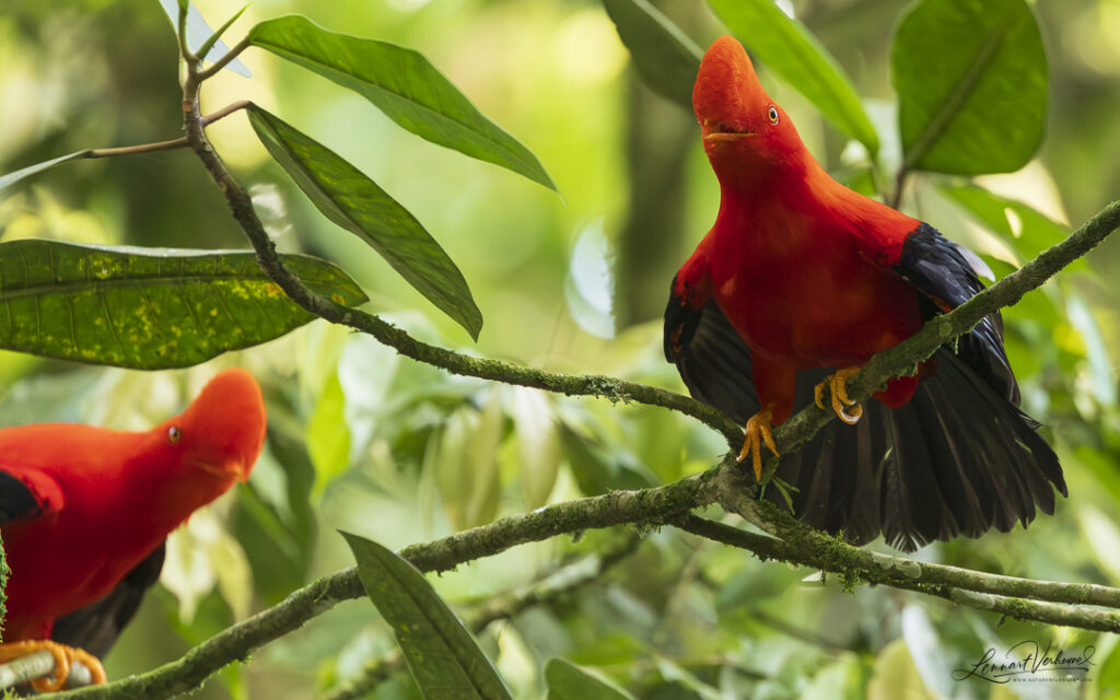 Andean Cock-of-the-rock