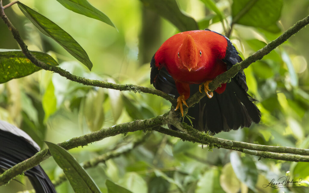 Andean Cock-of-the-rock