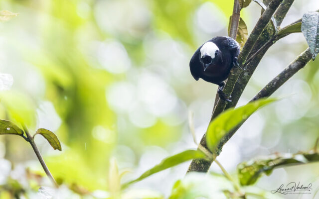 White-capped Tanager (Colombia)
