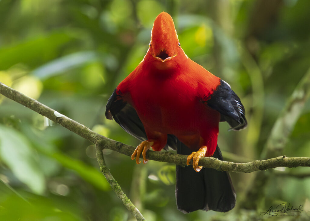 Andean Cock-of-the-rock