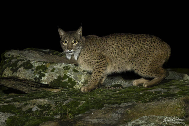Iberian Lynx (Spain)
