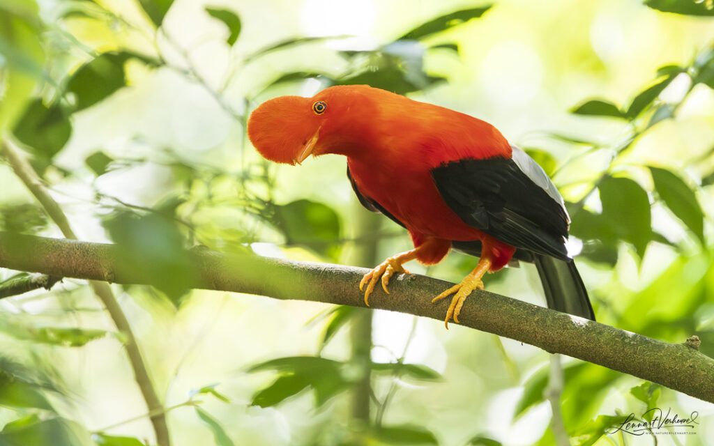 Andean Cock-of-the-rock
