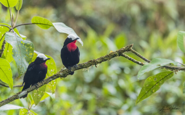 White-capped Tanager (Colombia)