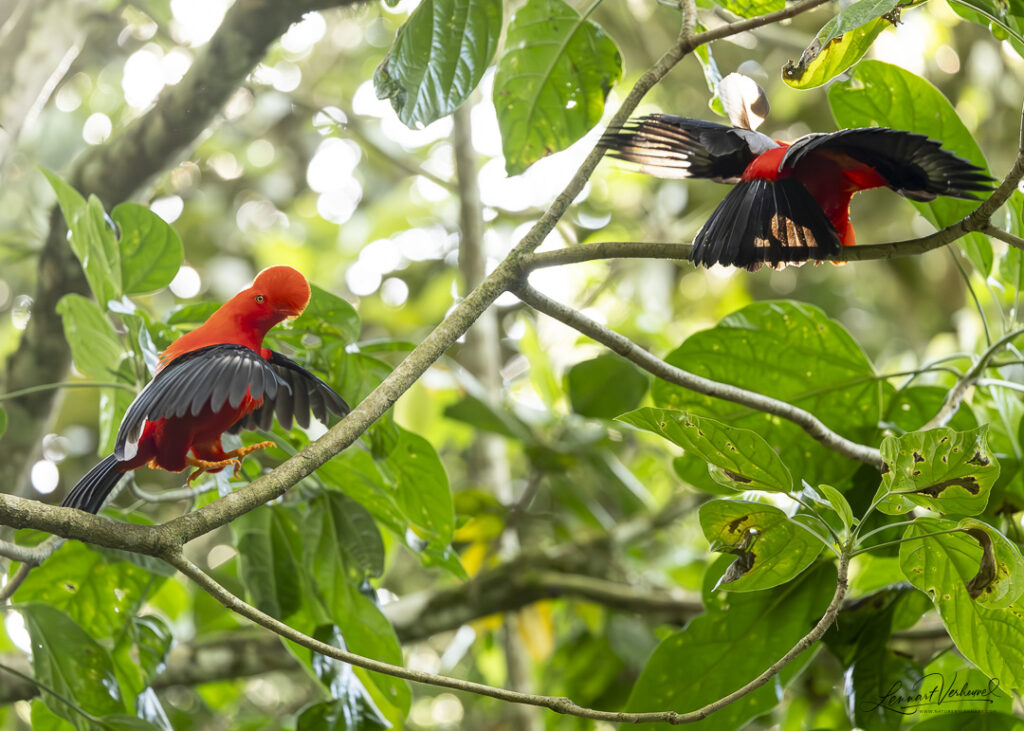 Andean Cock-of-the-rock