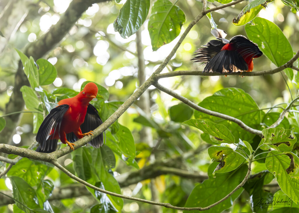 Andean Cock-of-the-rock