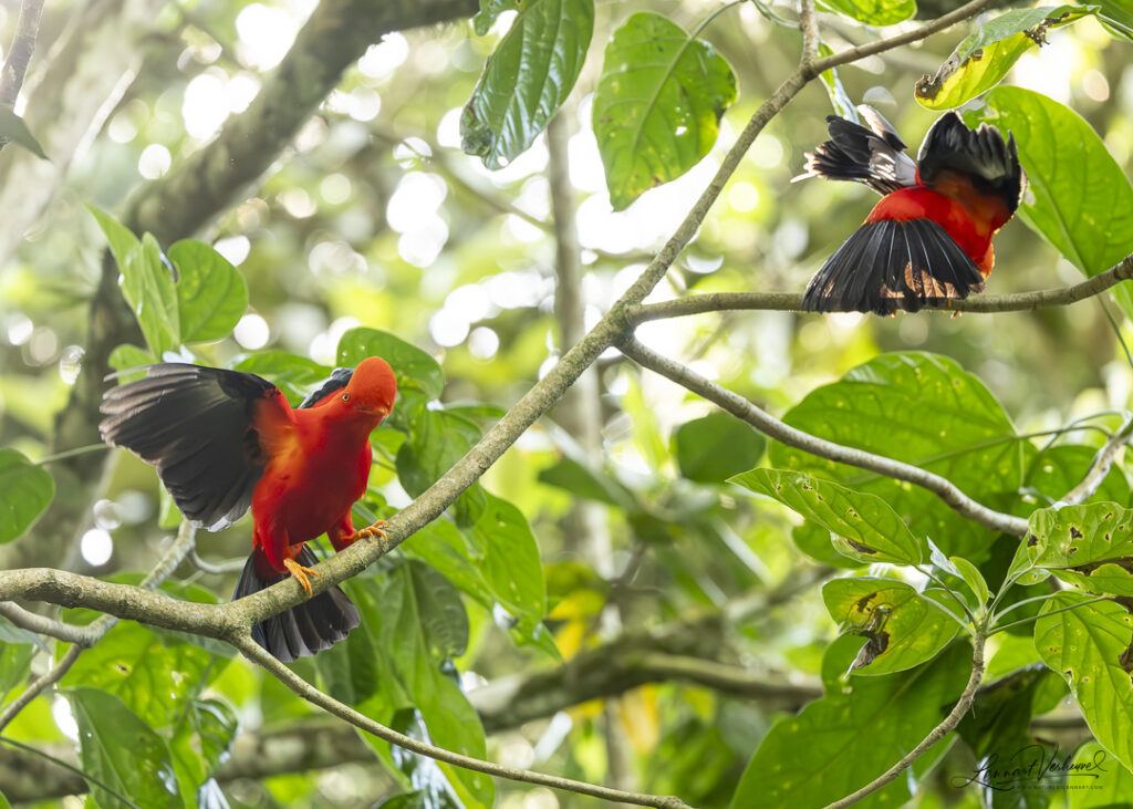 Andean Cock-of-the-rock