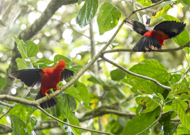 Andean Cock-of-the-rock