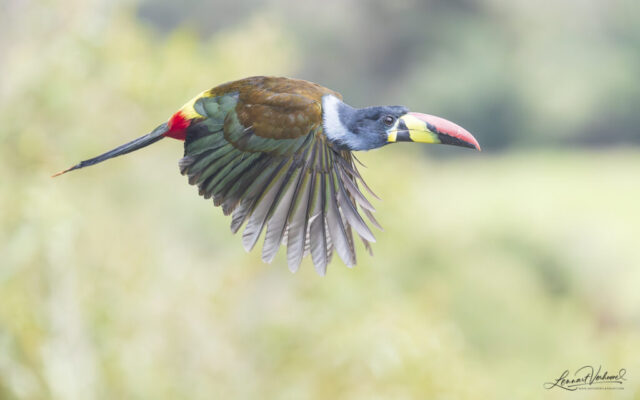 Grey-breasted Mountain Toucan (Colombia)