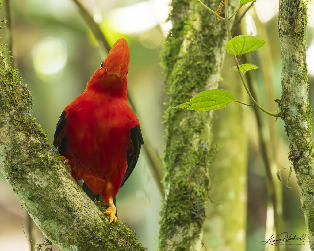 Andean Cock-of-the-rock