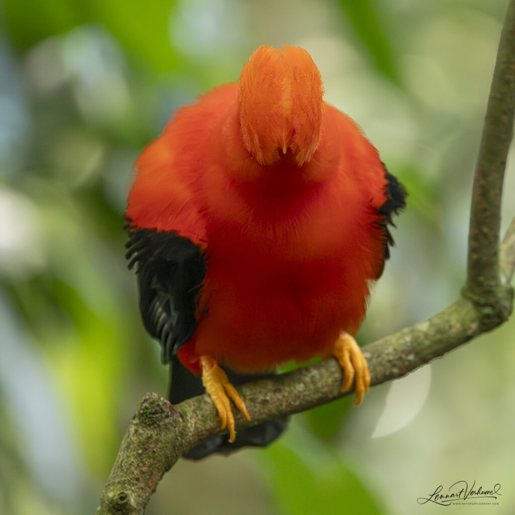 Andean Cock-of-the-rock