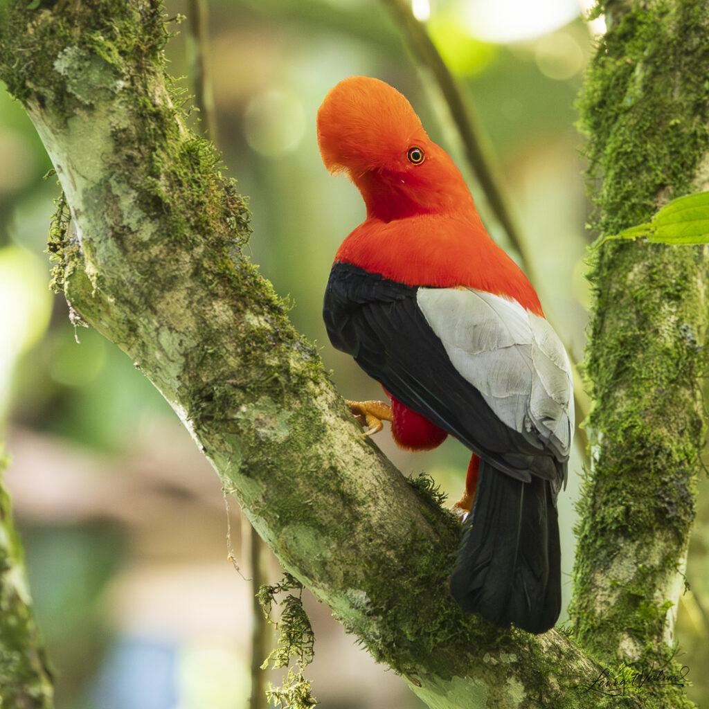 Andean Cock-of-the-rock